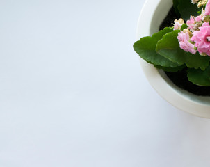 flower in a white pot on a white background
