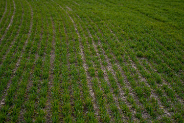 Young green wheat seedlings growing on a field. Agricultural field on which grow immature young cereals, wheat. Wheat growing in soil. Close up on sprouting rye on a field in sunset. Sprouts of rye.