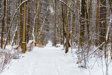 Snow-covered alley in the winter park