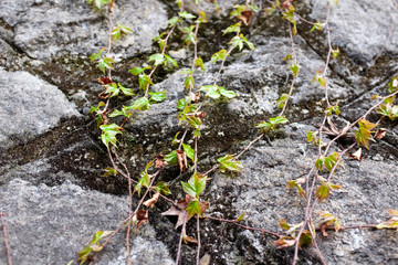 An ivy climbing down a stone wall