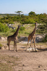 Two giraffes in the Kenyan savannah looking at the camera