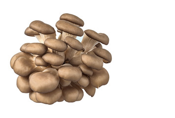 Group of oyster mushrooms of different sizes isolated on a white background