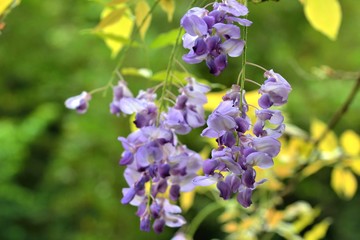 Wisteria, hanging star flower in Taiwan