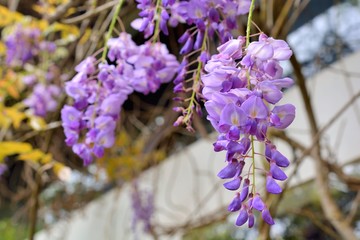 Wisteria, hanging star flower in Taiwan