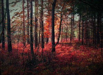 Las jesienią jak obraz