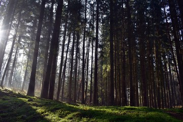 Obraz premium W świerkowym lesie. 