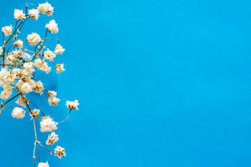 decorative flower and white flowers on a blue background
