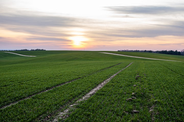 Fototapeta na wymiar Young green wheat seedlings growing on a field. Agricultural field on which grow immature young cereals, wheat. Wheat growing in soil. Close up on sprouting rye on a field in sunset. Sprouts of rye.