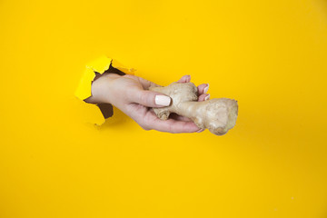 A female hand in a hole on a yellow background holds ginger root. Spice. Vegetarianism. Nutrition.