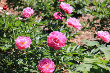 Pink Peonies in the garden