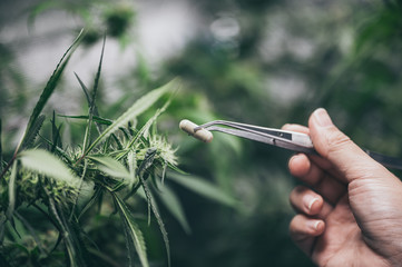 marijuana leaves cannabis plants a beautiful background  hemp weed farming