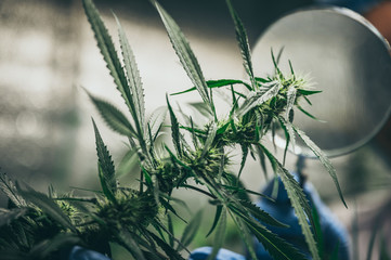 Professional researchers working in a hemp field, they are checking plants, alternative medicine and cannabis concept