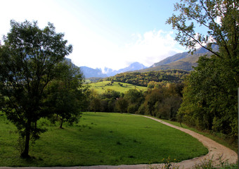 mountain landscape with trees
