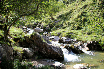 mountain river in the forest