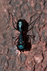 Black carpenter ant captured on a tree trunk.