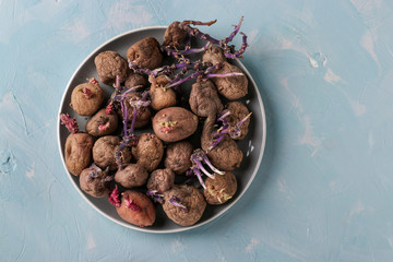 Ugly sprouted potatoes in a plate on a light blue background, Copy space, Horizontal format