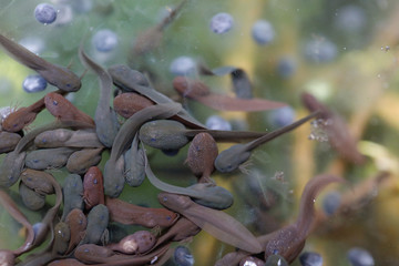 Makro einer lebenden Kaulquappe in wildem T&uuml;mpel umgeben von Froschlaich