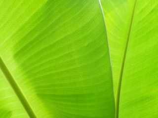 Banana leaf texture background in the green style