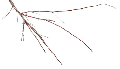 dry apricot tree branches on a white background