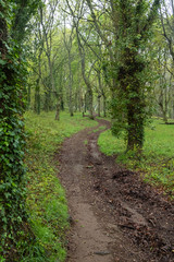 a path through an oak forest
