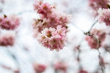 Beautiful close-up bokeh view of beautiful pink sakura branch in early spring cloudy day.