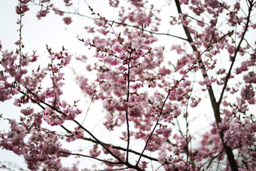 Beautiful close-up bokeh view of beautiful pink sakura branch in early spring cloudy day.