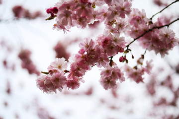 Beautiful close-up bokeh view of beautiful pink sakura branch in early spring cloudy day.