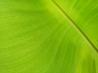 Banana leaf texture background in the green style