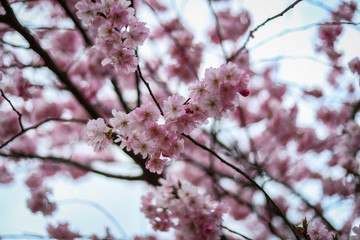 Beautiful close-up bokeh view of beautiful pink sakura branch in early spring cloudy day.