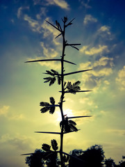 Sunset infront of Babul Tree in India.