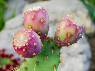Ripening fruits of coastal prickly pear on stem close-up