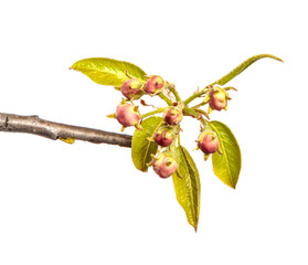 Part of a pear tree branch with blooming flowers. on a white background