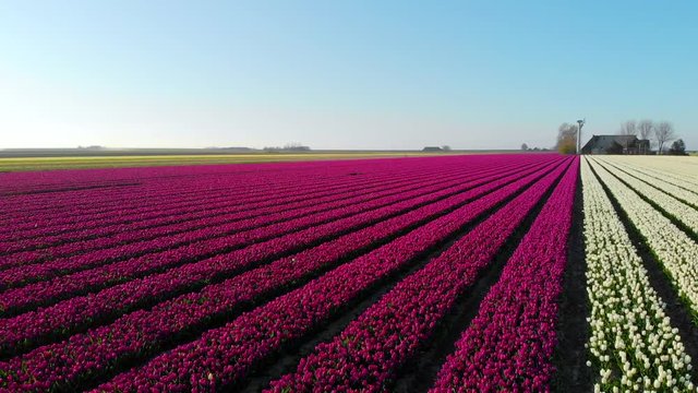 Aerial drone flying over beautiful colored tulip field in Netherlands. Drone view of bulb Agriculture fields with flowers.  Fly over Dutch polder landscape multi colored tulip fields spring landscape 
