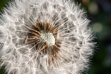 Fototapeta premium white dandelion on dark background in natural sunlight, partially flown away seeds