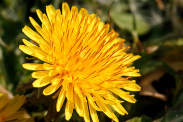 Golden yellow Dandelion flower on a green meadow, close up, macro, sunlight