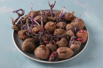 Ugly sprouted potatoes in a plate on a light blue background, Closeup, Horizontal orientation