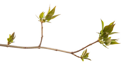 Fragment of a branch of a lilac bush with green young leaves. on a white background