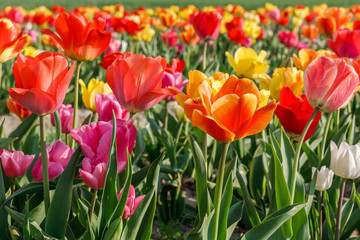 A field of spring flowers, green, orange, purple and yellow tulips in bright sunlight, romantic...