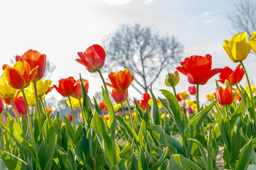 A field of spring flowers, green, orange and yellow tulips on bright sky background, also a tree with now leaves in the back, frog perspective