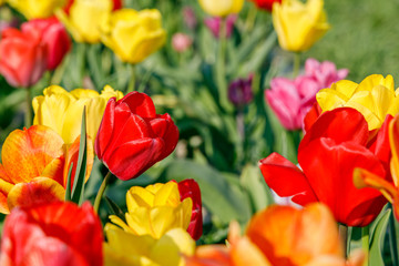 Red, yellow, orange and purple tulips on a field in bright sunlight in april or early spring 