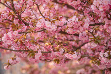 Blooming branches of sakura for background or wallpapers.