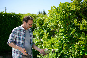 ripe artichoke organic being cut and harverst in the vegetable garden outdoor during sunnyday