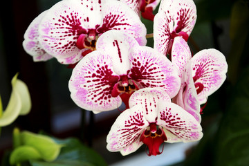 pink orchid flower
