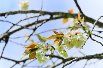咲き始めたウコン桜