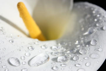 Fototapeta na wymiar Rain in lily
