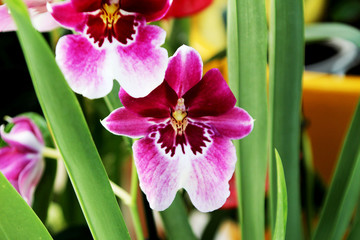 orchid in the garden