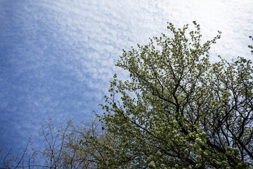 View of a tree with leaves from below. Background