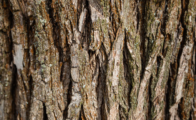 Background of tree bark, texture
