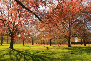 Colourful trees in Hyde Park London