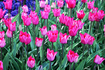 pink tulips in the garden